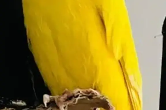 Lost Yellow Ringneck in WD25 7...