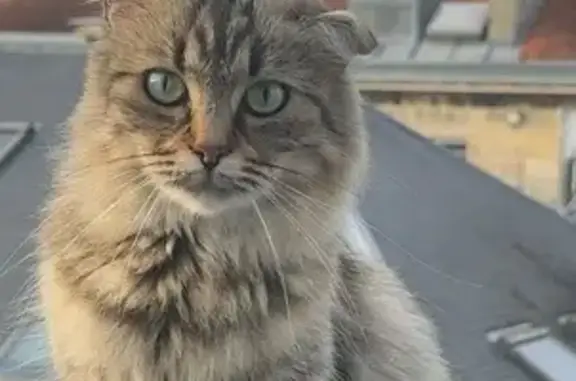 Animaux trouvés Bordeaux, photo: Chat trouvé sur toit à Bordeaux