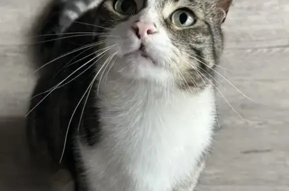 Chat perdu, Rodez, photo: Chat perdu : Janeiro, tigré gris et blanc