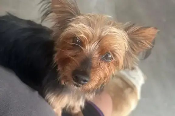 Help Find Our Energetic Pup: LA Area