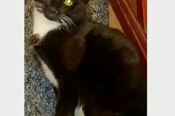 Missing Black & White Cat: Cleveland Rd