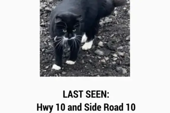 Lost Cat Alert: Mono, Ontario