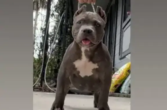 Lost Male American Bully in Tampa