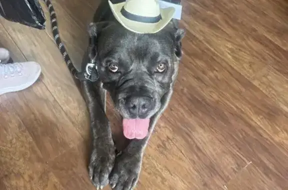 Lost Cane Corso: Blue Brindle in Atlanta