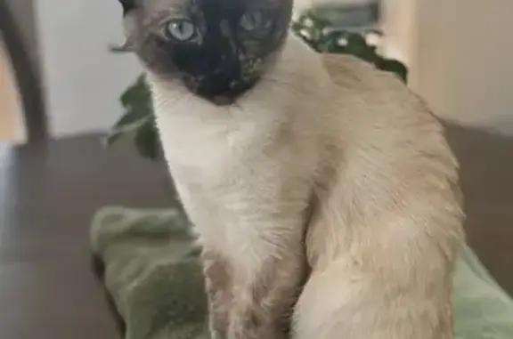 Lost Siamese Cat 'Blue' - Sequim Area