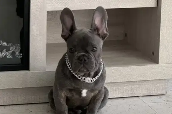 Lost French Bulldog: Santa Ana Blvd