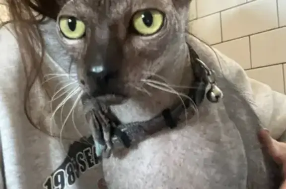 Lost: Sweet Igor, Hairless Cat in Nashville