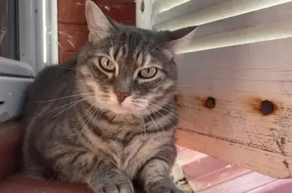 Animaux perdus Vertaizon, photo: Chat gris disparu à Vertaizon