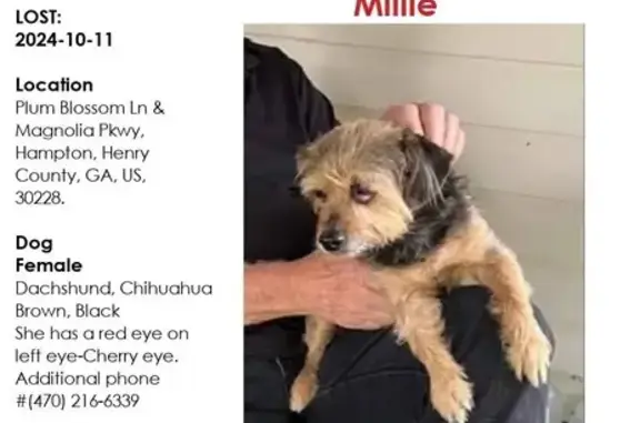 Missing: Millie, Small Brown & Black Dog