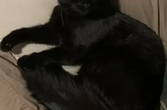 Lost Black Cat Beerus in Morphett Vale