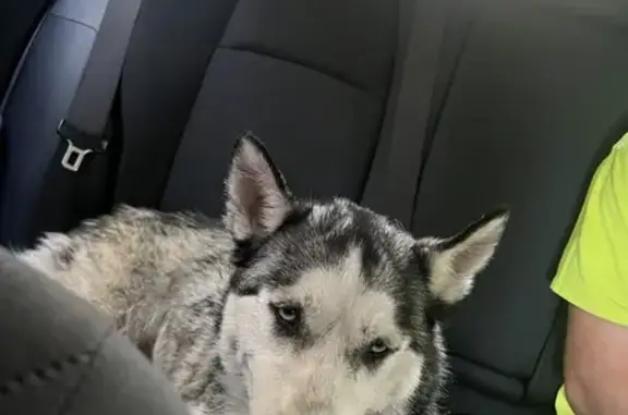 Found Husky Near Piney Grove Rd - No Collar