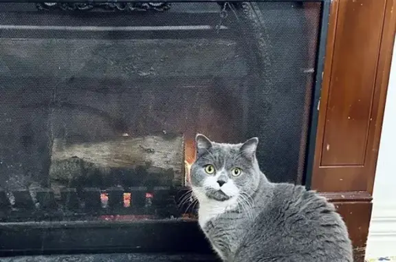 He is a British short hair indoor cat.