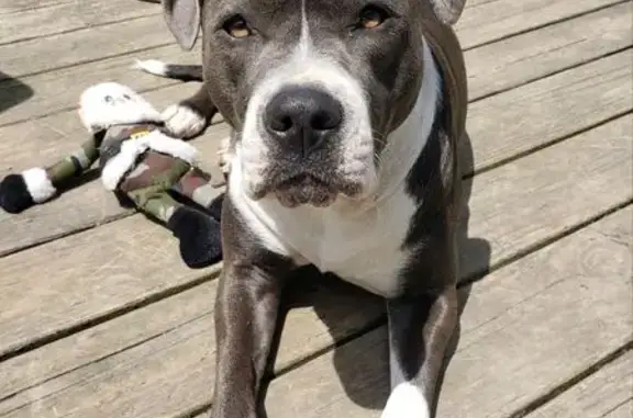 Lost Grey & White Pitbull in Goodlettsville