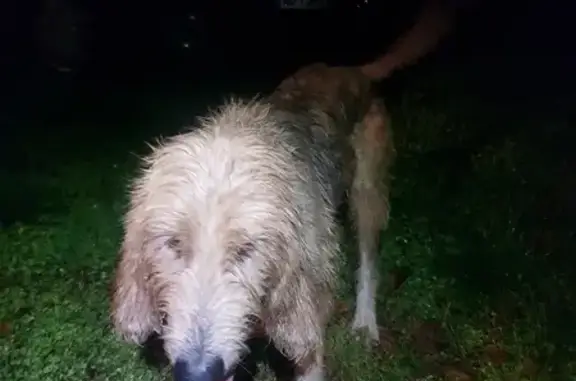 Chien griffon amaigri trouvé à St-Avit - photo