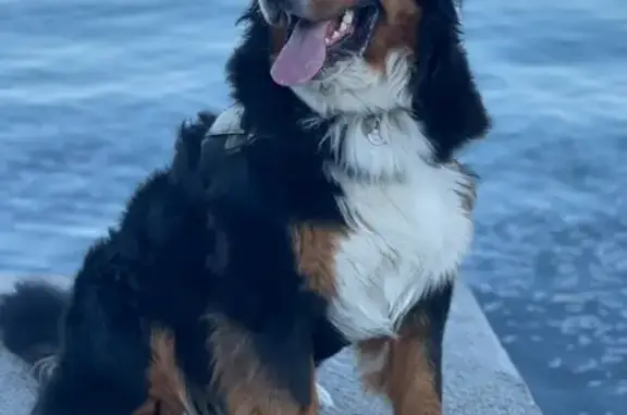 Chien perdu Tourrettes-sur-Loup, photo : Bouvier bernois perdu à Tourrettes