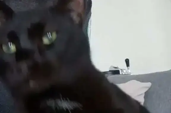 Animaux perdus Trévoux, photo: Chat noir perdu à Trévoux