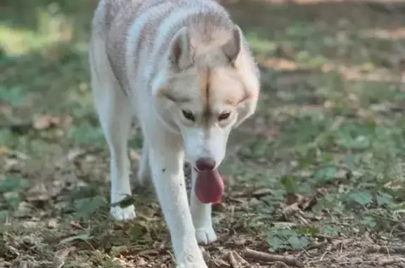 Husky perdue à Bons-en-Chablais - photo