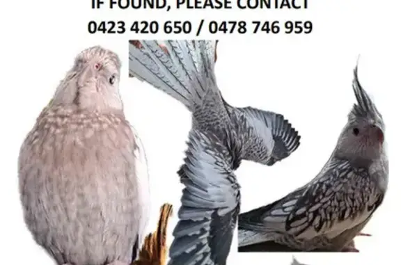 Lost Cockatiel: Grey & White in Geelong