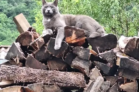 Animaux perdus Foix, photo: Chat gris croisé perdu à Foix