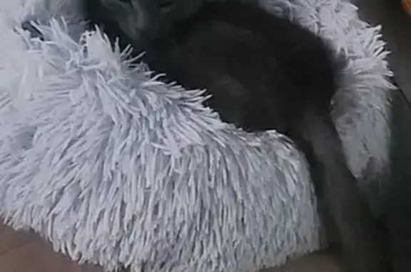 Animaux perdus Mont-de-Marsan, photo: Petite Chartreux grise perdue à Mont-de-Marsan