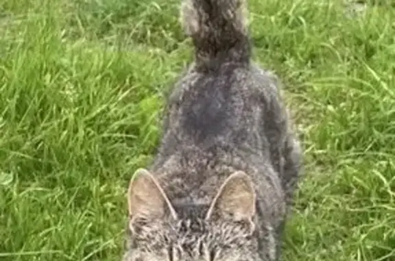 Chat trouvé : mâle sociable, non pucé - photo