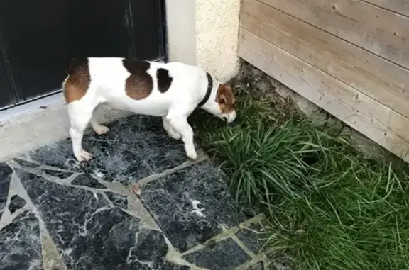 Chien trouvé seul à Herblay-sur-Seine - photo