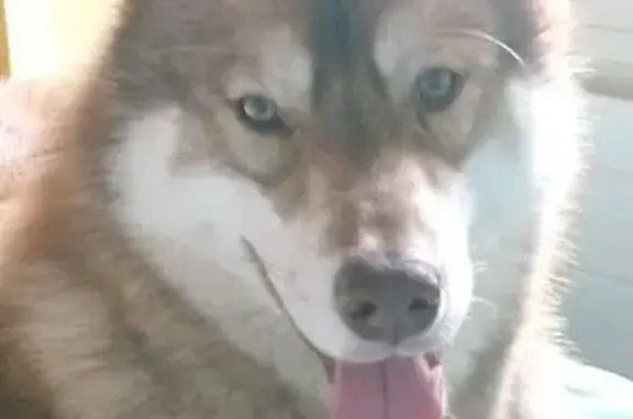 Chien perdu , photo : Husky marron-blanc disparu en Espagne