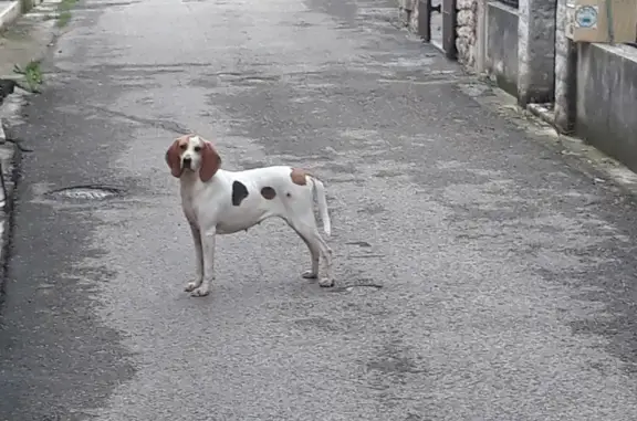 Chien Porcelaine errant à Canaules - photo