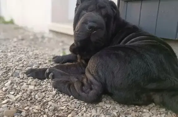 Chien perdu Trosly-Breuil, photo : Chien perdu : Woody, Shar Pei noir 8 mois
