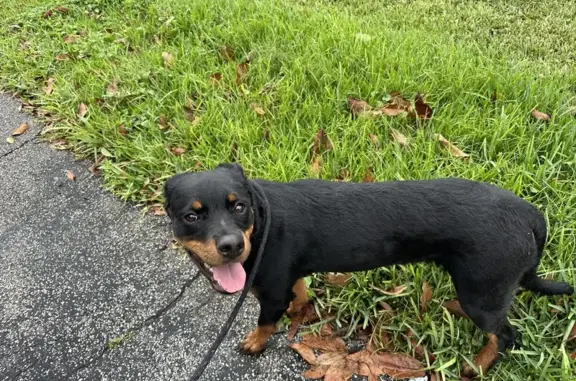 Found Female Rottweiler in Miami Gardens