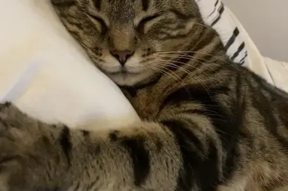 Chatte tigrée perdue à Fécamp - photo