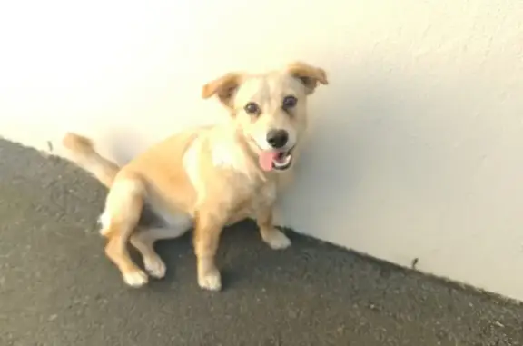 Energetic Dog Found on Ringwood Drive