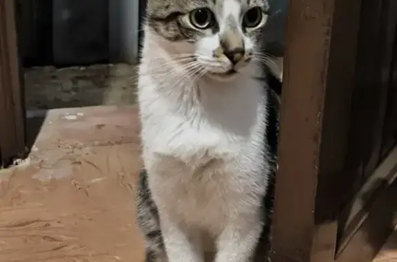 Gato Perdido: Atigrado Gris con Recompensa