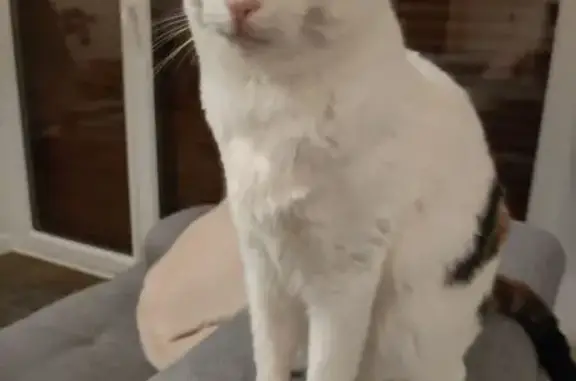 Animaux perdus Romagnat, photo: Chat Européen perdu à Romagnat
