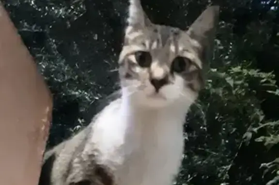 Animaux trouvés Nice, photo: Chat mâle trouvé à Nice, quartier Madeleine