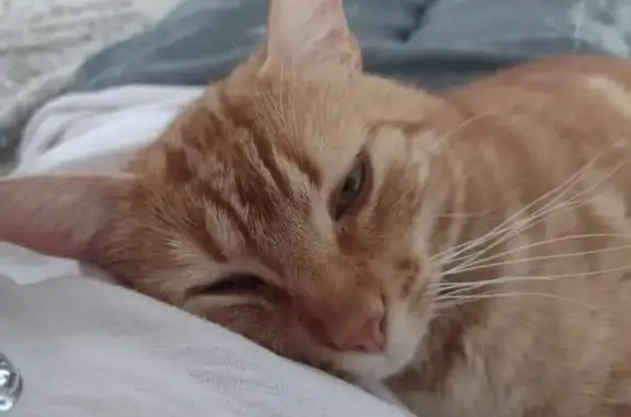 Animaux perdus Condé-sur-Vire, photo: Chat roux perdu à Condé-sur-Vire