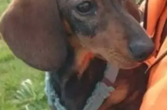 Perros perdidos, , foto: Perro Teckel perdido en Corvera: tiene chip