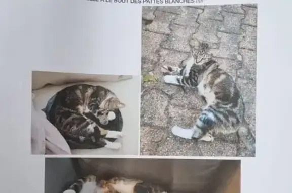Chat perdu, Lit-et-Mixe, photo: Chat perdu, Rue de l'Hôtel de Ville 93