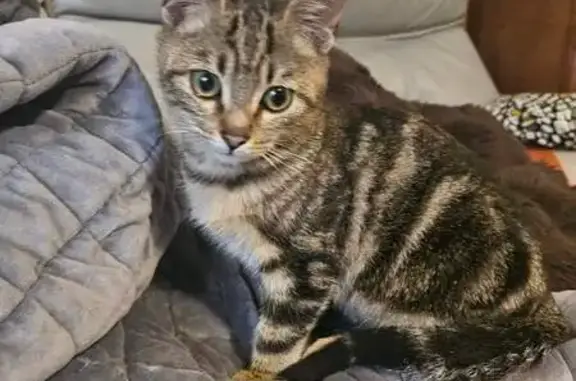 Chat trouvé , photo: Chaton tigré trouvé, transféré à Oh Look Toutou
