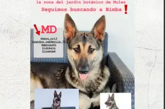 Perro Perdido en Avenida Castellón, Nules