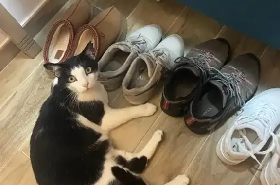 Chat perdu, Sainte-Maxime, photo: Chat noir et blanc perdu à Sainte-Maxime