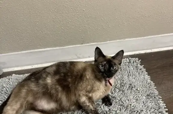 Lost Siamese Mix Cat: Pink Leash, Hurt Paw