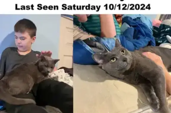 Help Find Our Friendly Gray Cat!