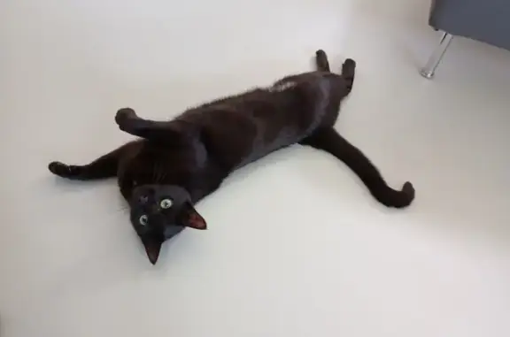 Chat perdu, Vendays-Montalivet, photo: Gina, chatte noire disparue à Vendays