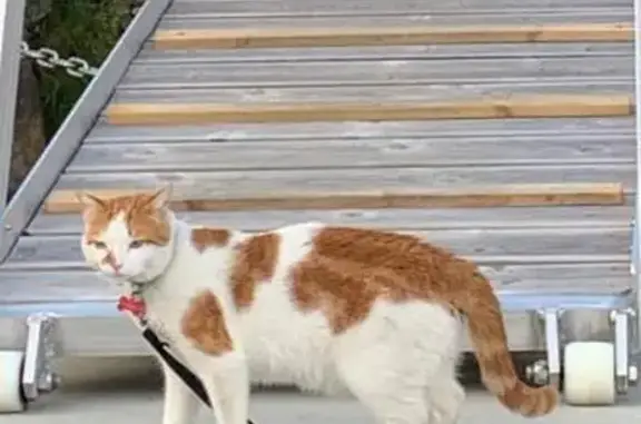 ¡Gatito Perdido! Blanco y Naranja en Águilas