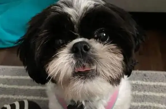 Lost Shih Tzu: Friendly, Loves Toys!