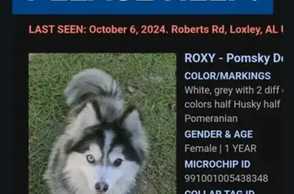 Lost Pomsky: Black & White Female in Loxley