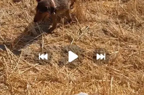 ¡Ayuda! Perdidos Perros Mestizos en Córdoba