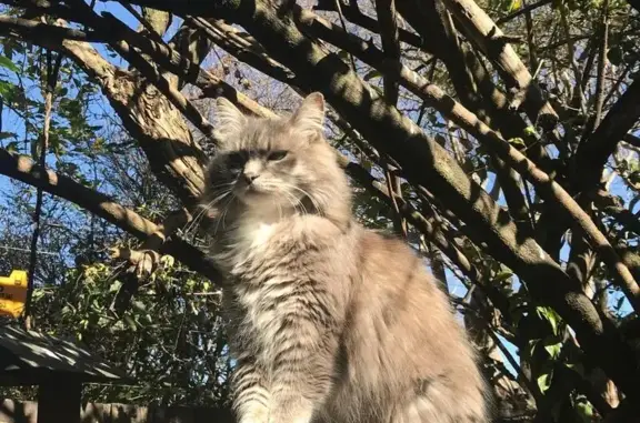 Lost: Silvery Grey Cat in Randburg