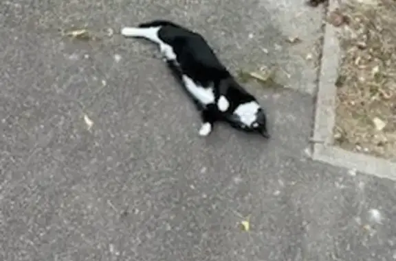 Chat jeune trouvé à Saint-André-les-Vergers - photo